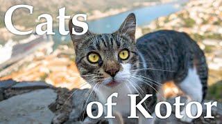 Cats of Kotor, Montenegro