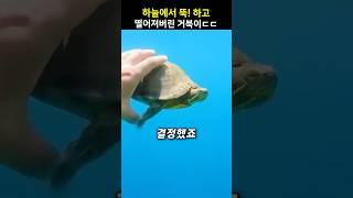 하늘에서 뚝! 하고 떨어져버린 거북이ㄷㄷ