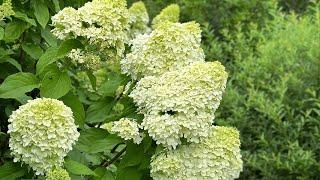 Our Limelight Hydrangea Hedge -  Planting, Pruning, and Pests || Grow For Me 5b