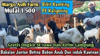 Mulai 1 500...!! GRATIS ONGKIR SE JAWA KAMBING PE KALIGESING #bibitkambing #kambingpe #Hargakambing