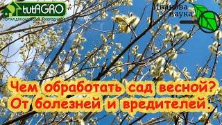 ОБРАБОТКА САДА ОТ БОЛЕЗНЕЙ И ВРЕДИТЕЛЕЙ РАНО ВЕСНОЙ: сроки, препараты, домашние составы и рецепты.