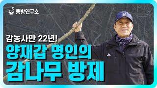 감나무 방제의 달인, 양재갑의 1년 방제 비법 공개 ㅣ 초보도 쉽게 따라 할 수 있는 노하우 ㅣ 둥근무늬낙엽병