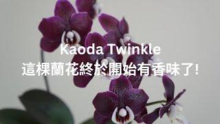 [EN SUB/中文字幕] Fragrant finally?! Watch the amazing progress of this Kaoda Twinkle | Orchid Care Tips