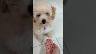 Toy Poodle Paw Shake #shorts