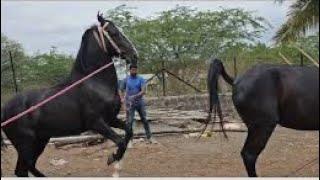 Horse Breeding Unbelievable Best Horse race Five horses Marwari beautiful #horse #horseracing ..