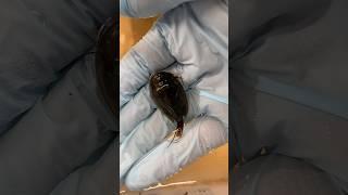 Tadpole shrimps