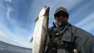 Big seatrout in "coffee-water": 62 cm on the fly!! Boom . The last 2 days of my journey to Sweden