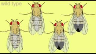 GENETICS: Drosophila MUTANTS