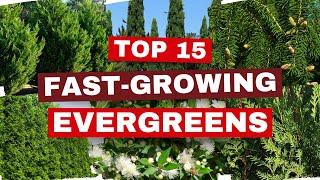  15 AMAZING Fast-Growing Evergreen Trees for a Lush Oasis! 