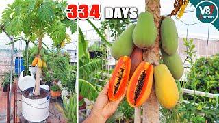 Easy Grow Papaya in Container From Seeds to Harvest | Part2