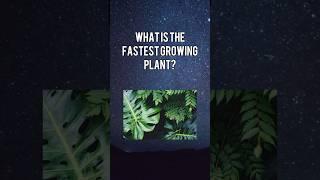 What’s The Fastest Growing Plant? #fact #quiz