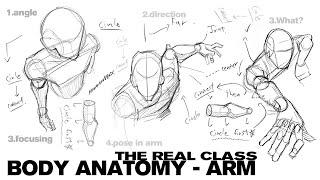 THE REAL CLASS - BODY ANATOMY - ARM