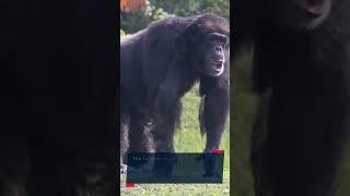 The Chimpanzee Attack on Charla Nash!