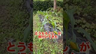 植え付けて根付いたとうもろこしに追肥します‼️#家庭菜園 #農業 #農業初心者 #畑 #とうもろこし #とうもろこし栽培 #田舎暮らし #癒し