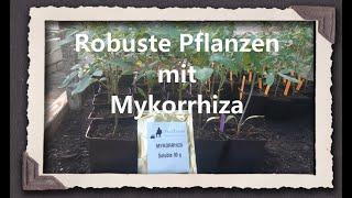 Robuste Pflanzen mit Mykorrhiza