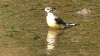 Gebirgsbachstelze nimmt ein Bad im Fluss