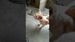bhookha sher