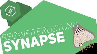 Synapse - Reizübertragung