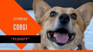 Floofy | 3.5 Year Old Corgi | Send Away Dog Training Atlanta | Obedience Training Atlanta