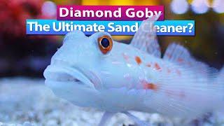 Diamond Goby - The Ultimate Sand Clean Up Crew?!