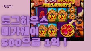 도그 하우스 메가웨이 500으로 1억 잭팟 불독 무려 7개 ! #슬롯 #프라그마틱 #도그하우스