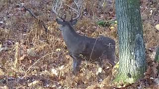 12 point whitetail kill with Ravin R10 Crossbow and ATN 4k 5-20x video Scope.