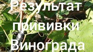 Результат прививки винограда сближением