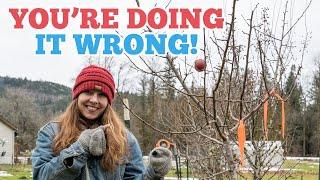 STOP pruning your fruit trees in winter NOW!