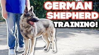 How to train a German Shepherd