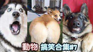 2022最搞笑的寵物影片笑到噴飯#7/Funny Animals Video/貓/狗/cat/dog/pet/