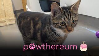 Happy Birthday Pawthereum!