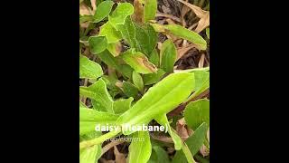 daisy (fleabane)