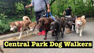 Central Park Dog Walker Marching Together