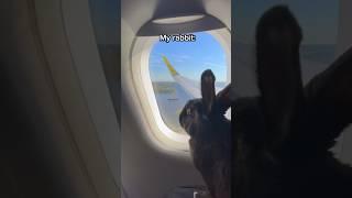 High-Flying Bunnies vs. Airborne Tantrums: A Plane's Pawsitively Wild Journey!  #rabbit #relatable