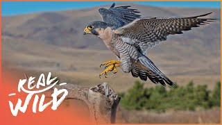 Peregrine Falcon: The 320kph Killer Bird | Amazing Animals Series | Real Wild