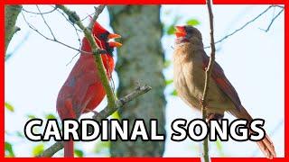 Northern Cardinal Songs and Sounds + Female Cardinal Song