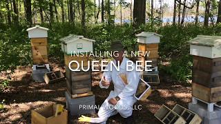 Installing the New Queen Bee!