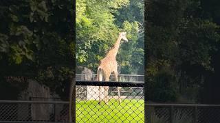 Zoo videos #lahorezoo #giraffes #hippo #lion #trending #lahorenews #ytshorts #animals #animallover