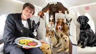 I Rescued Stray Dogs On A Private Jet