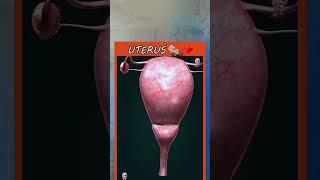 Uterus And Pregnancy Animation #baby #mother # #surgerysimplified