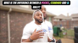 Pocket, Standard, & XL Bullies...What's the Difference?