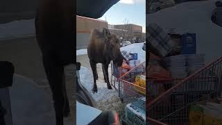 Moose surprises a shopper in #Alaska. Maybe he wanted to check her receipt? Credit: Amber Rotar