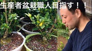 I am grateful to meet a shohin bonsai craftsman who is a producer of only 10% of Japanese producers
