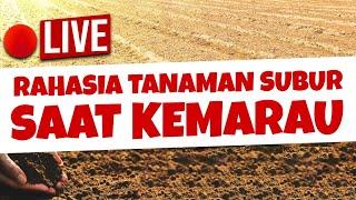 LIVE.!!! TANAMAN SUBUR SAAT KEMARAU