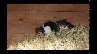 Toy Fox Terrier Puppies For Sale