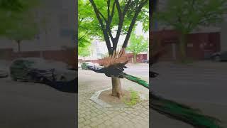 공작새 도도와 남산 둘레길 비행~~️  #shorts #peacock  #공작새