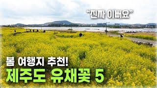 제주 유채꽃 명소 BEST 5 여긴 꼭 가보세요!