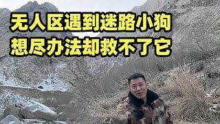 无人区遇到迷路小狗，大雪封山后根本活不了，想尽办法却救不了它【楼兰阿宁】