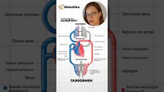 Все круги кровообращения за минуту #биология #егэ #егэ2024 #лайфхак #biology