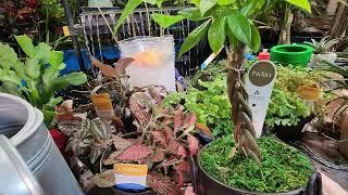 Lots of New Plants From Lowes & Hirts || Potting a Cool Cactus || Sad News || Saturday Vlog